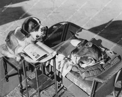 crp-12371 1935 news photo Sandy St Bernard dog reads bedtime story to Bessie convalescent calf cute animals crp-12371