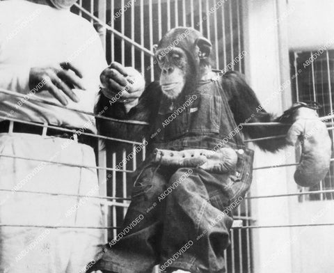 crp-12374 1936 news photo Hollywood film animals Jocko the chimp for boxing chimp championship at Paramount Studios crp-12374