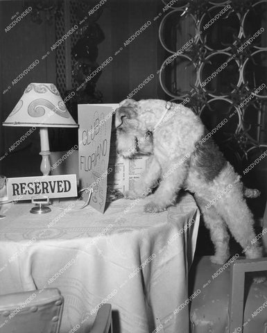 crp-12377 1957 Hollywood film animals Asta the dog at reserved table Club Floriano TV The Thin Man crp-12377