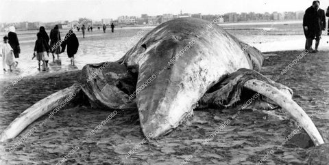 crp-13776 1950 news photo Monster of the Deep some beached whale w tusks at Akaba Beach Suez crp-13776