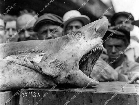 crp-15264 1930's man eating tiger shark caught off New Jersey coast in Belford by Paul Tarnow crp-15264