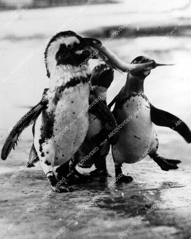 crp-15330 1940 penguins having fun in the London Zoo crp-15330