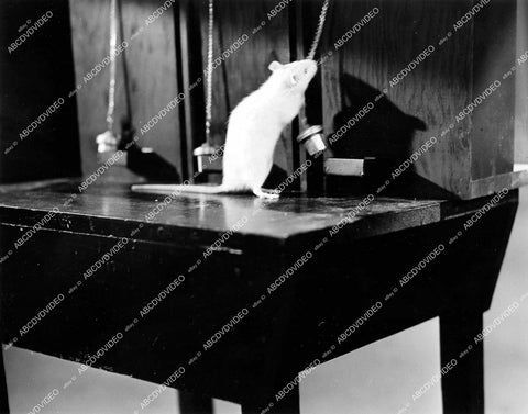 crp-16072 1938 a rat eating cheese short subject film Passing Parade crp-16072