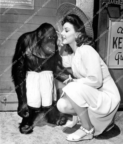 crp-17828 1943 Janet Blair w Jiggs the chimp monkey on set film Something to Shout About crp-17828
