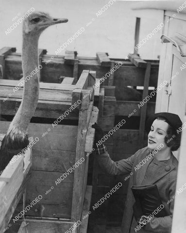crp-00184 news photo passenger Bernice Blanca w ostrich headed for Beppo Hot Springs Zoo Japan crp-00184