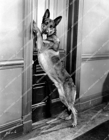 crp-18680 1927 handsome Napoleon the dog silent film The Thirteenth 13th Hour crp-18680