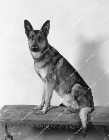 crp-18703 1927 handsome Napoleon the dog silent film The Thirteenth 13th Hour crp-18703