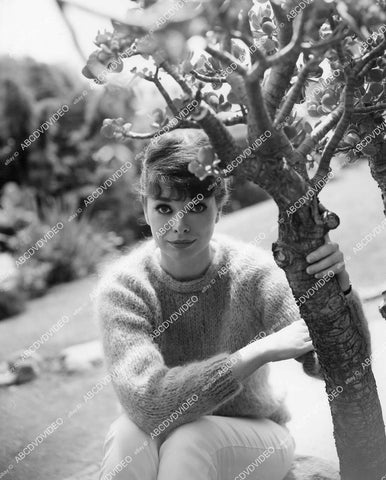 crp-03973 1960's pretty sweater girl Aneta Corsaut in the sunshine crp-03973