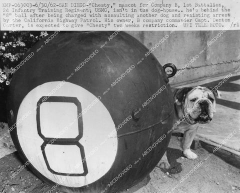 crp-04962 1962 Chesty the bulldog behind the 8 ball (San Diego Company B mascott) crp-04962