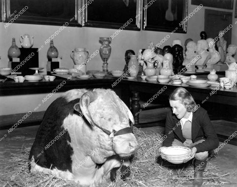 crp-05334 1936 Louise Stuart w a real bull in a china shop crp-05334