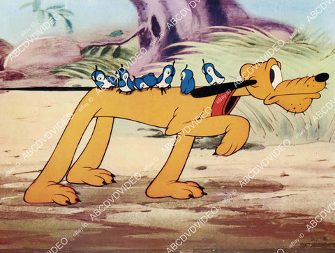 crp-05470 1968 Disney animated characters Pluto & quail film Mickey Mouse Anniversary Show crp-05470