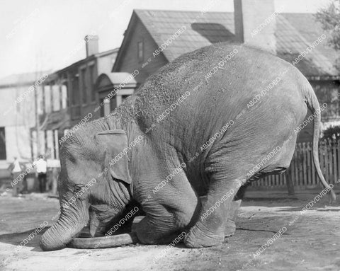 crp-05685 1920 an elephant playing w a tire silent film The Great Lover crp-05685