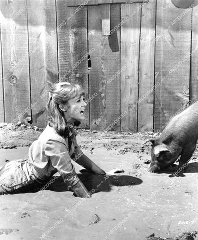 crp-06577 1967 Debbie Watson in the mud w the pigs film Tammy and the Millionaire crp-06577