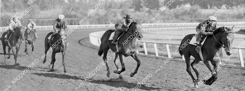 crp-00704 1945 news photo horse racing Seabiscuit babies romp at Santa Anita Racetrack crp-00704