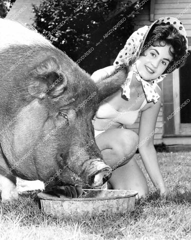 crp-08403 1950's pretty 19 yo Sharon Azhderian Los Angeles County Fair Queen w giant hog crp-08403