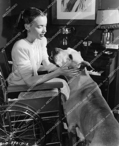 crp-08769 1948 Jean Peters w Great Dane dog Thunder film The Sign of the Ram crp-08769